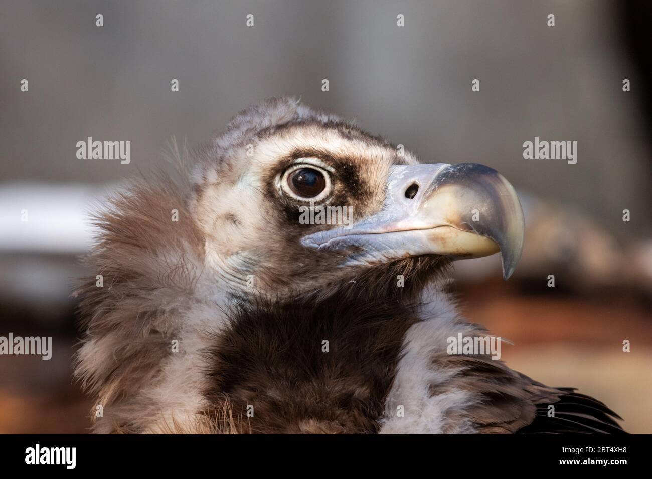 Porträt von einem Mönchsgeier Foto Stock