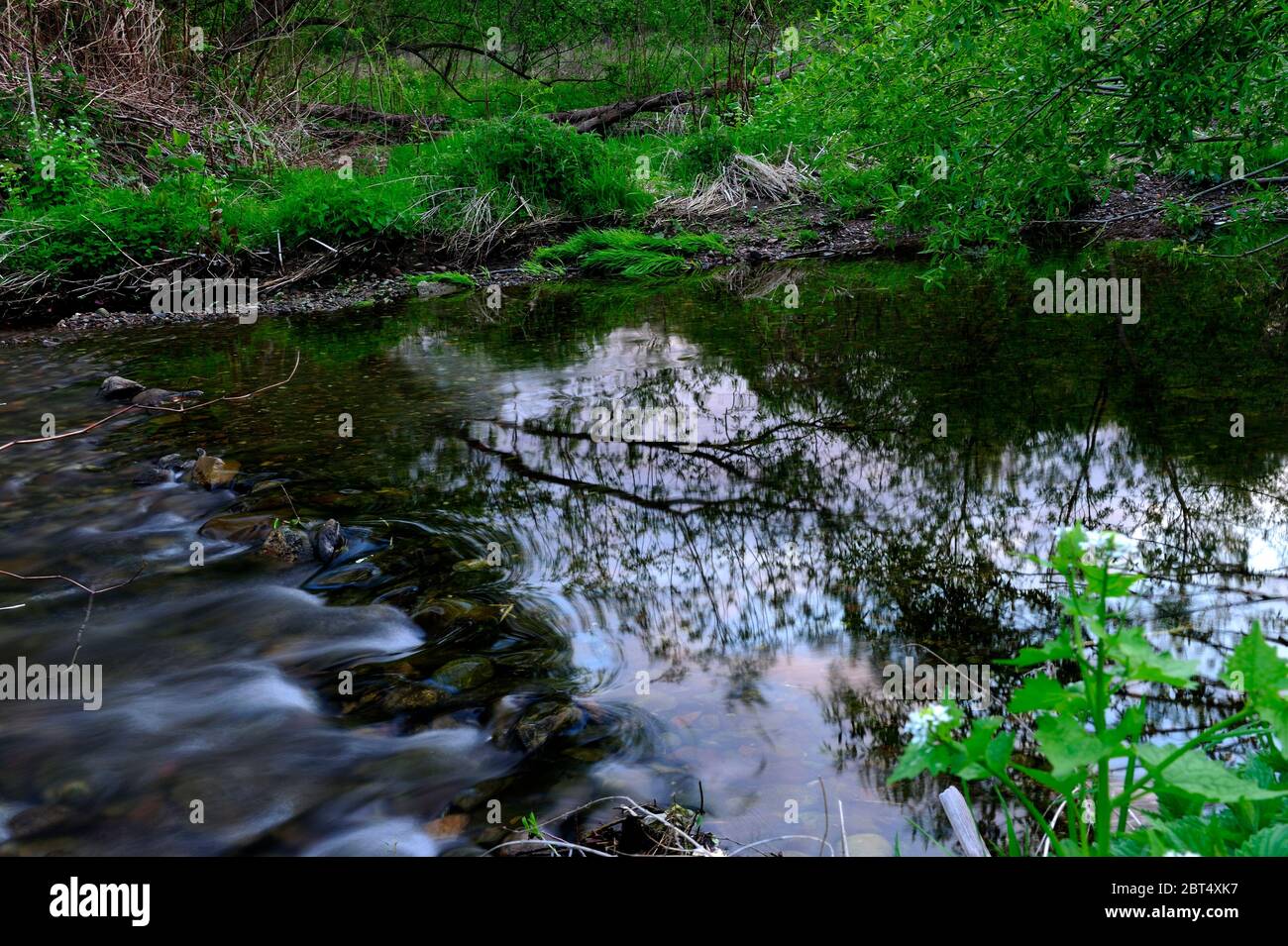 fresco, fiori, naturale, natura, primavera, stagione, salute, bellezza, naturale, stagione, tempo, campagna, acqua, fiore, cornice, giardino, giardinaggio, Foto Stock
