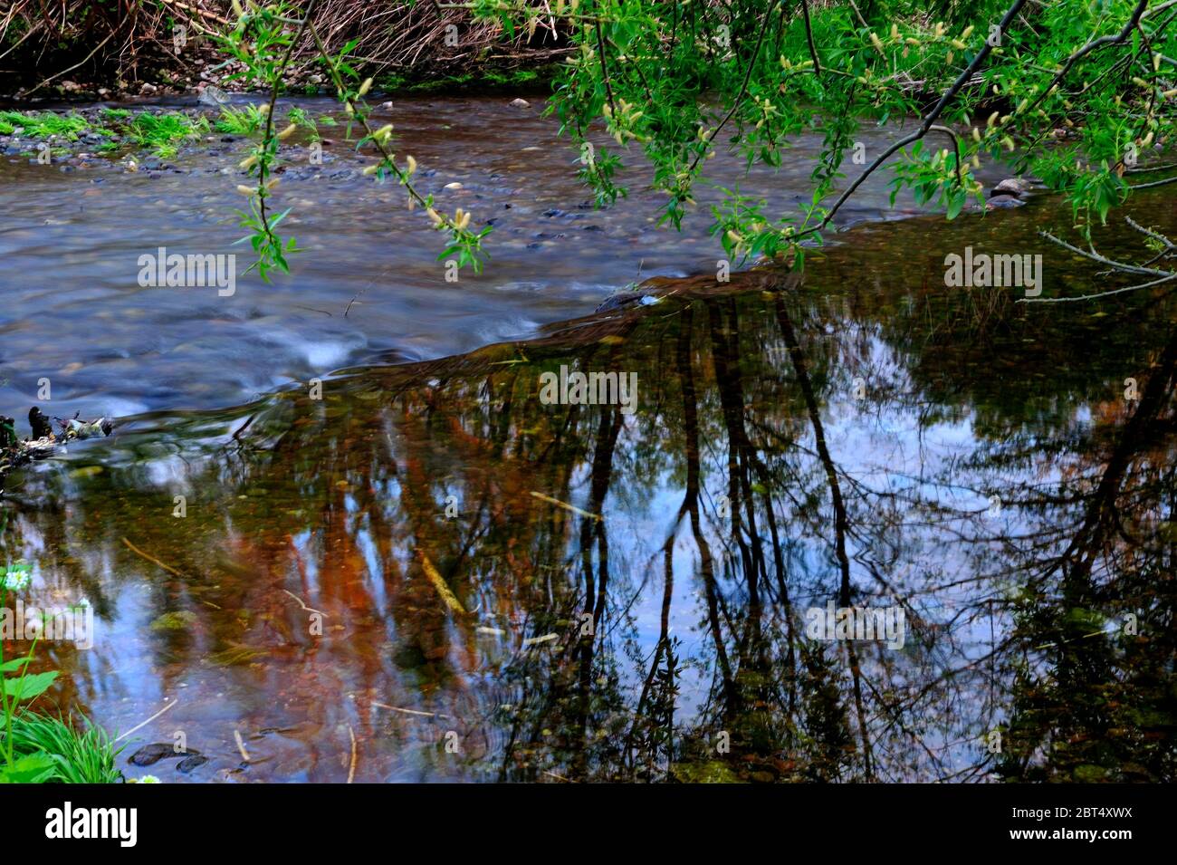 fresco, fiori, naturale, natura, primavera, stagione, salute, bellezza, naturale, stagione, tempo, campagna, acqua, fiore, cornice, giardino, giardinaggio, Foto Stock