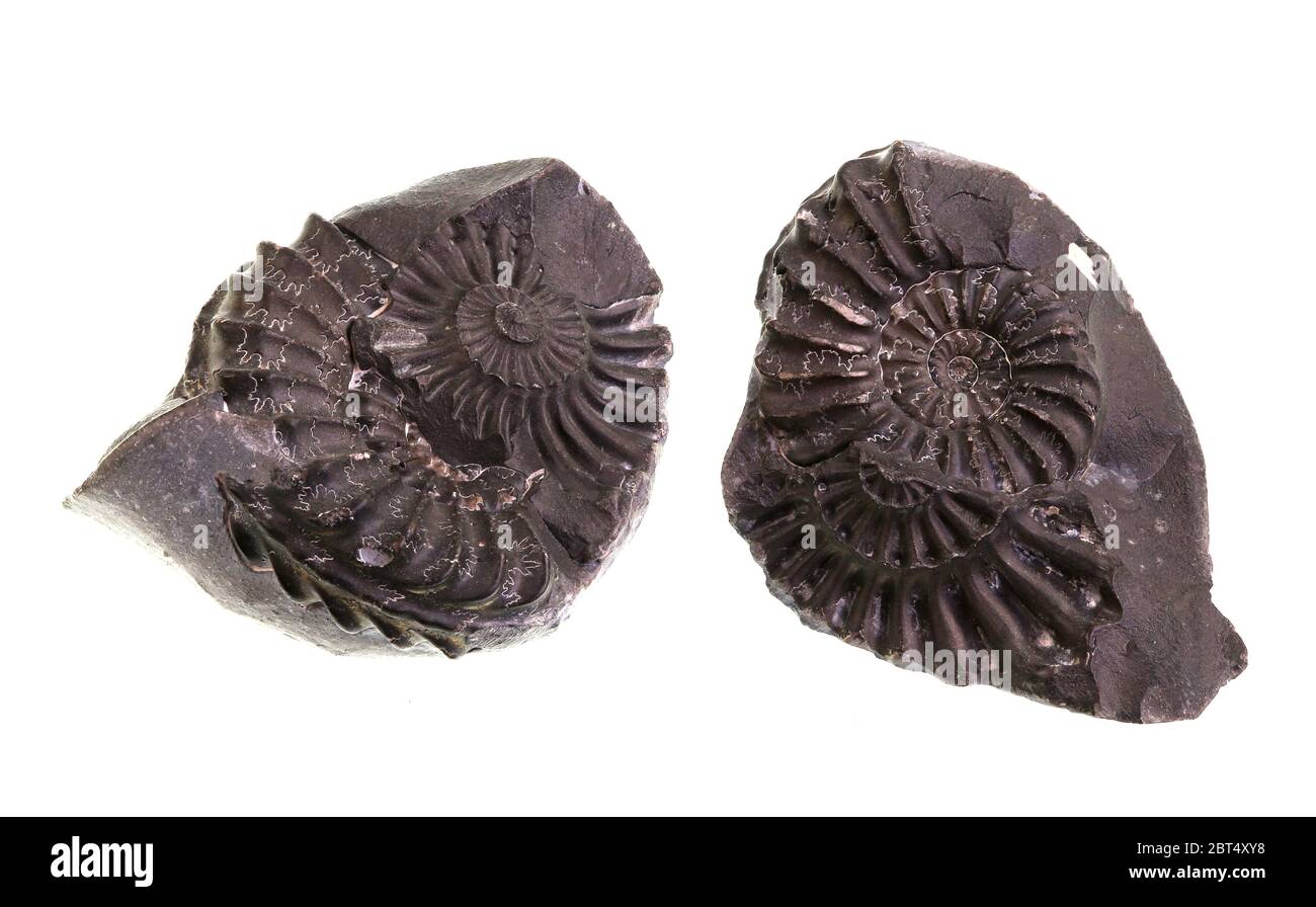 La messa a fuoco immagine sovrapposta di stampo e il cast di due fossili di ammoniti del Giurassico età isolato su bianco Foto Stock