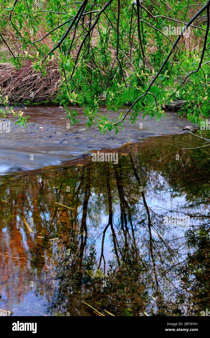 fresco, fiori, naturale, natura, primavera, stagione, salute, bellezza, naturale, stagione, tempo, campagna, acqua, fiore, cornice, giardino, giardinaggio, Foto Stock