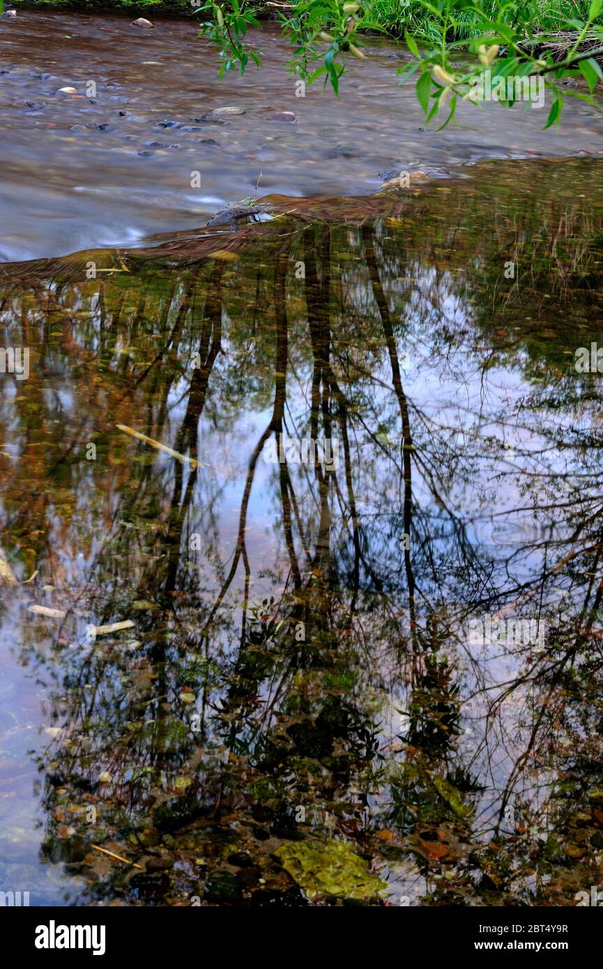 fresco, fiori, naturale, natura, primavera, stagione, salute, bellezza, naturale, stagione, tempo, campagna, acqua, fiore, cornice, giardino, giardinaggio, Foto Stock