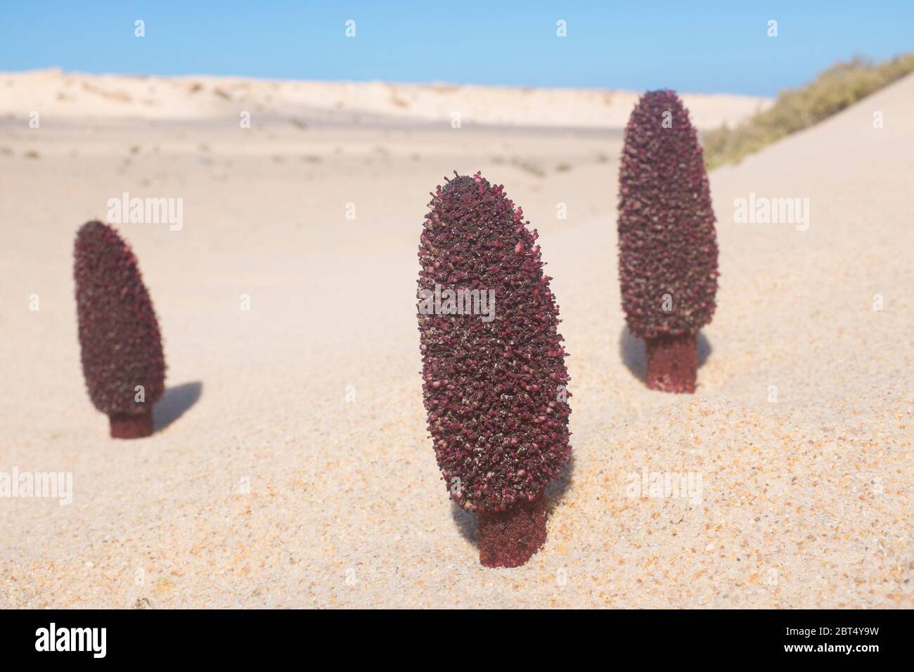 Piccolo gruppo di fungo maltese (Cynomorium coccineum) nel Sahara occidentale vicino a Dakhla Foto Stock