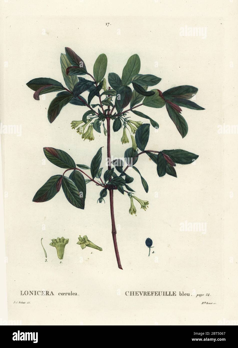 Honeyberry, Haskap berry, blu-caprifoglio a bacca o sweetberry caprifoglio, Lonicera caerulea. Imbianchini Handcolored incisione di Mlle. Brenet dopo una illustrazione di Pierre-Joseph Redoute da Henri Louis Duhamel du Monceau's Traite des Arbres et Arbustes, Parigi, 1804-1819. Foto Stock