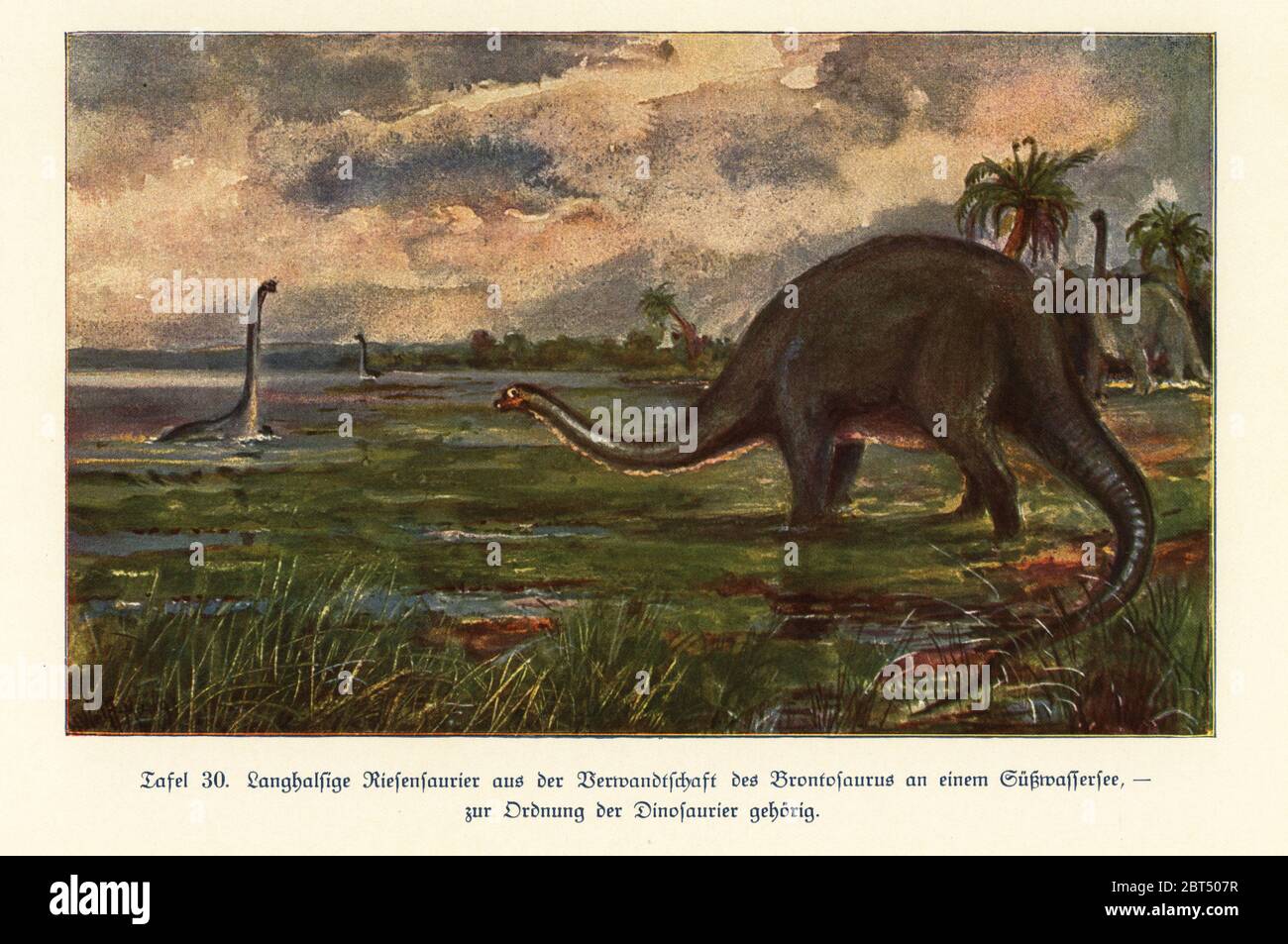 Riproduzione di dinosauri giganti del genere Brontosaurus in un lago d'acqua dolce, Jurassic. Stampa a colori dopo un'illustrazione di Hugo Wolff-Maage di Wilhelm Bolsches Das Leben der Urwelt, vita preistorica, Georg Dollheimer, Lipsia, 1932. Foto Stock
