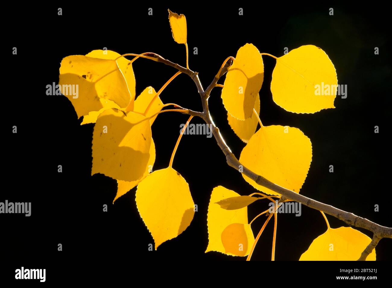 Quaking aspen (Populus tremuloides) in colore autunnale nel Parco Nazionale del Grand Teton, Wyoming Foto Stock
