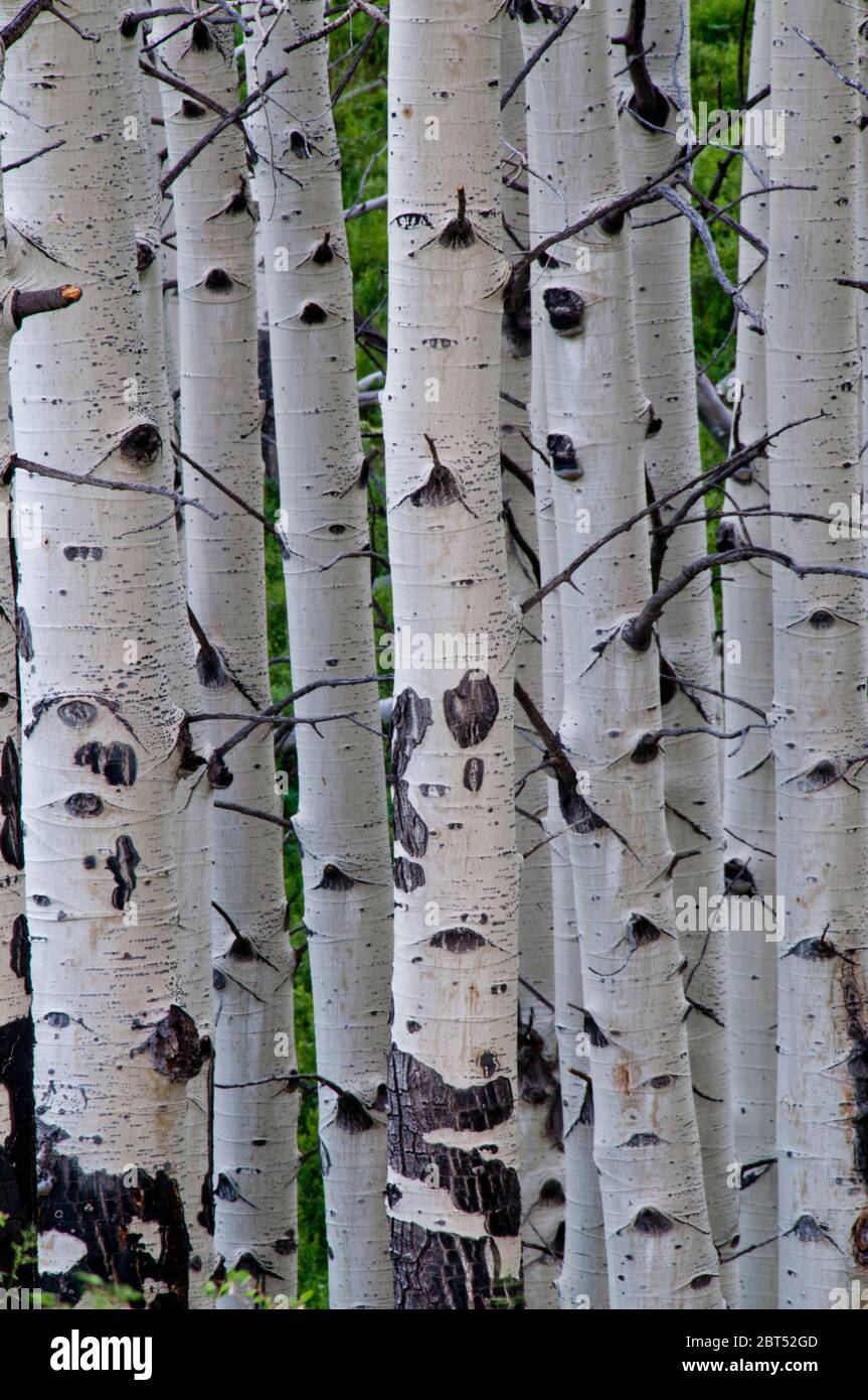 Quaking Aspen (Topulus tremuloides) tronchi nel Colorado centrale Foto Stock