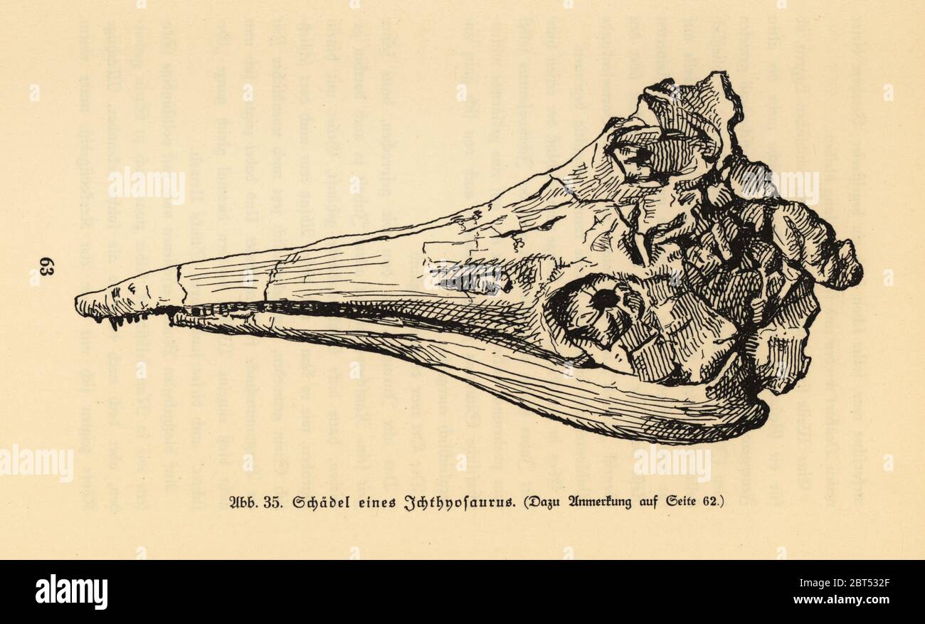 Cranio di un genere isthyosaurus estinto. Illustrazione di Wilhelm Bolsches Das Leben der Urwelt, vita preistorica, Georg Dollheimer, Lipsia, 1932. Foto Stock