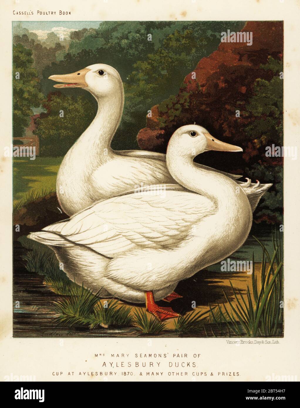 Anatre di Aylesbury, Anas platyrhynchos. Bred di Mary Seamons e vincitore della coppa ad Aylesbury 1870. Chromolithograph di Vincent Brooks Day & Son dopo un'illustrazione di J.W. Ludlow di Lewis Wrights The Illustrated Book of Poultry, Cassell, Londra, 1890. Foto Stock