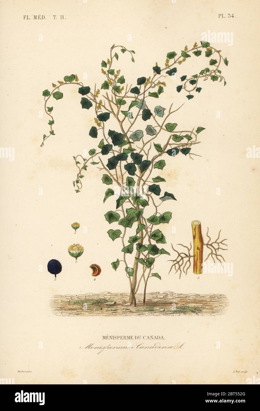 Canadian moonseed o giallo parilla, Menispermum canadense, Menisperme du Canada. Incisione in acciaio a mano di Alphonse-Leon Noel dopo un'illustrazione botanica di Edouard Maubert da Pierre Oscar Reveil, A. Dupuis, p. Gerard e Francois Herincqs la Regne vegetal: Flore medicale, L. Guerin, Parigi, 1864-1871. Foto Stock