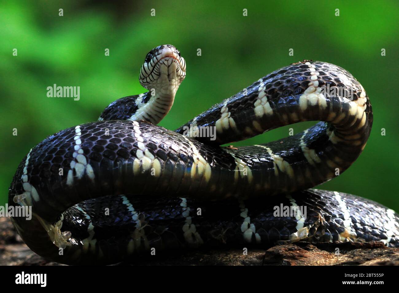 Boiga serpente pronto sciopero, Indonesia Foto Stock