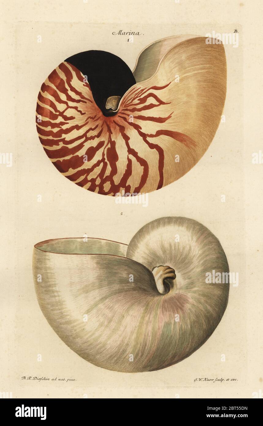Chambered o grande shell Nautilus Nautilus pompilio (Nautilus crasso) 1 e il guscio lucidato al di sotto di 2. Handcolored incisione su rame di G.W. Knorr dopo una illustrazione di Barbara Regina Dietzsch da Georg Wolfgang Knorr's Deliciae Naturae Selectae di Kabinett Zeldzaamheden van der Natuur, Blusse e figlio, Norimberga, 1771. Foto Stock