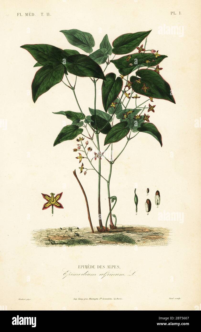 Barrenwort o vescovi cappello, Epimedium alpinum, Epimede des alpes. Incisione in acciaio a mano di Alphonse-Leon Noel dopo un'illustrazione botanica di Edouard Maubert da Pierre Oscar Reveil, A. Dupuis, p. Gerard e Francois Herincqs la Regne vegetal: Flore medicale, L. Guerin, Parigi, 1864-1871. Foto Stock