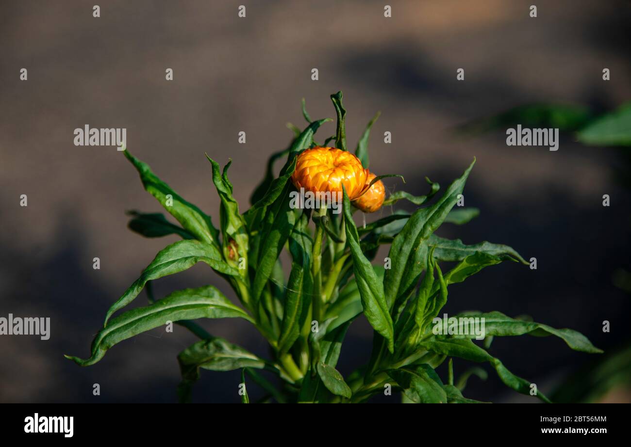 I fiori immortali, noti anche come crisantemi imperfetti, sono un genere di  piante della famiglia delle Asteracee Foto stock - Alamy