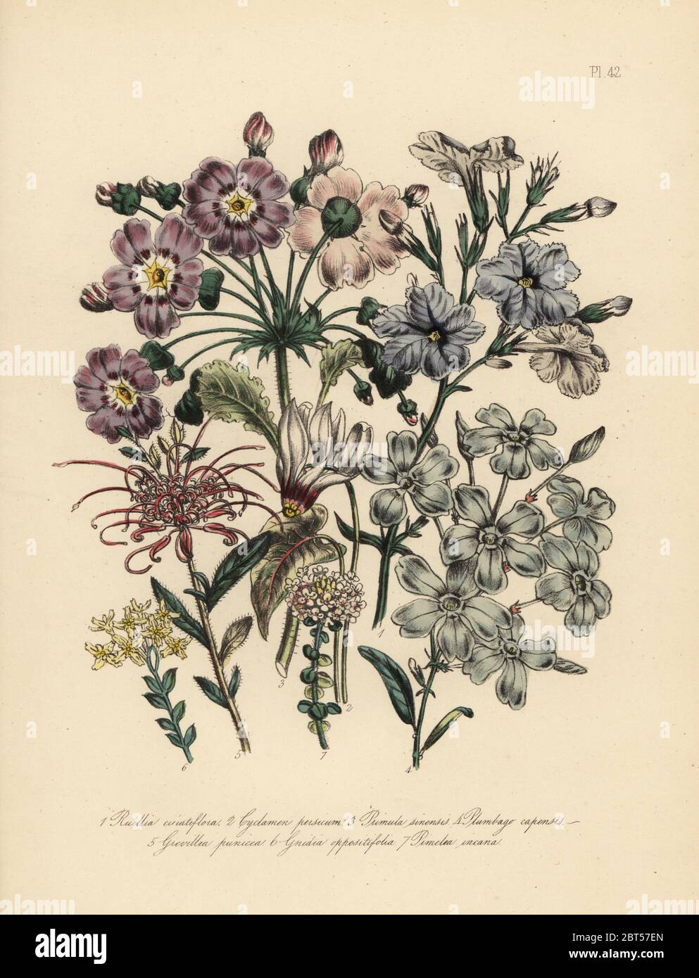 Fringe-ruellia fiorito, Ruellia ciliatiflora, persiano ciclamino, Cyclamen persicum, Cinese primrose, Primula sinensis, Cape leadwort, plumbago capensis, crimson grevillea, Grevillea punicea, opposta-lasciava gnidia, Gnidia oppositifolia e annoso pimelea, Pimelea incana. Handfinished chromolithograph da Henry Noel Humphreys dopo una illustrazione di Jane Loudon dalla sig.ra Jane Loudon il Signore Flower Garden o ornamentali piante in serra, William S. Orr, Londra, 1849. Foto Stock