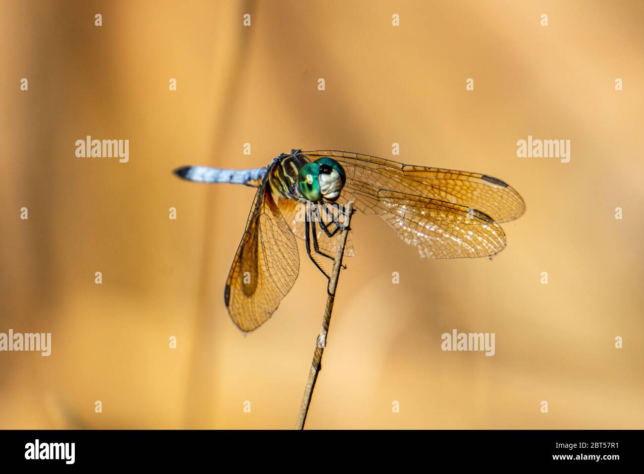 Maschile Blue Dasher Dragonfly (Pachypdipax longipennis) in piedi su un bastone, Pine Glades Natural Area, Jupiter, Palm Beach County, Florida, Stati Uniti Foto Stock