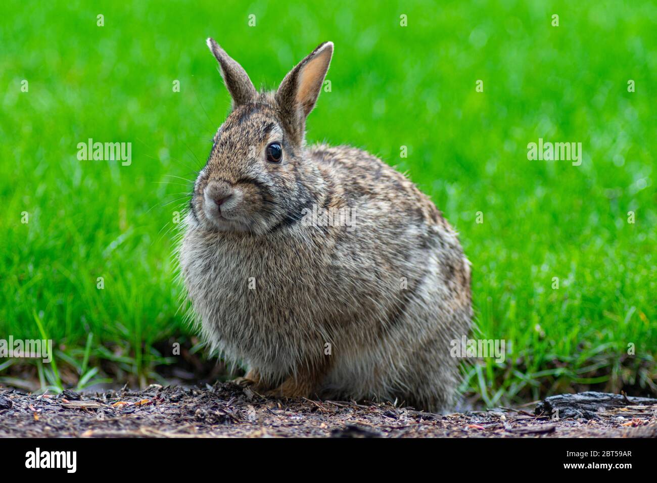 Closeup di un coniglio comune su un cortile a un Casa suburbana Foto Stock