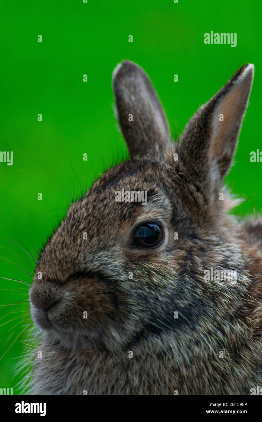Closeup di una faccia comune di coniglio su un cortile a. Una casa suburbana Foto Stock