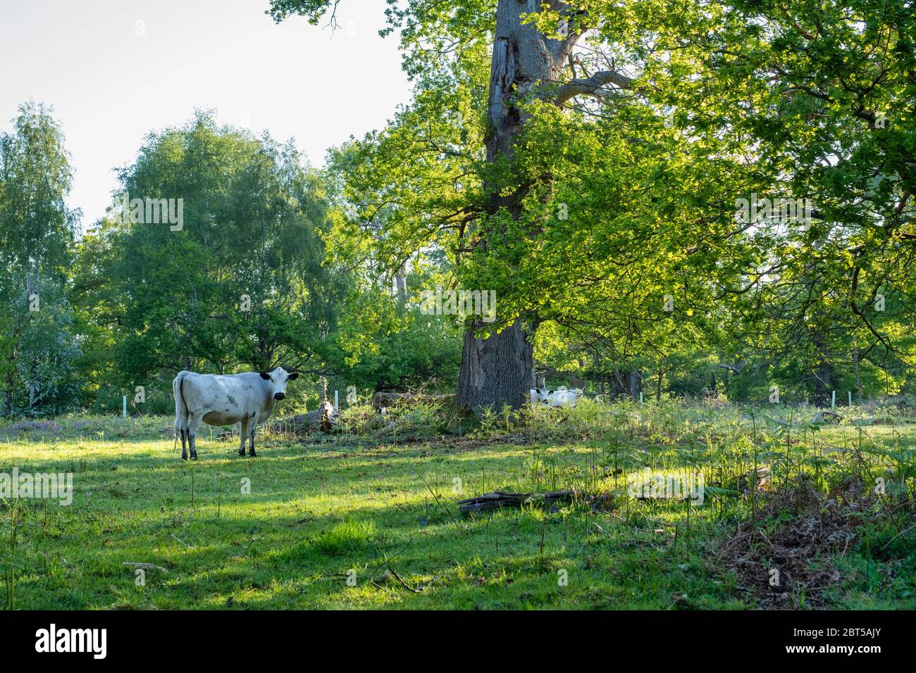 Bos toro. British White Cattle tra gli alberi nel parco di Blenheim in una mattina di primavera. Woodstock, Oxfordshire, Inghilterra Foto Stock