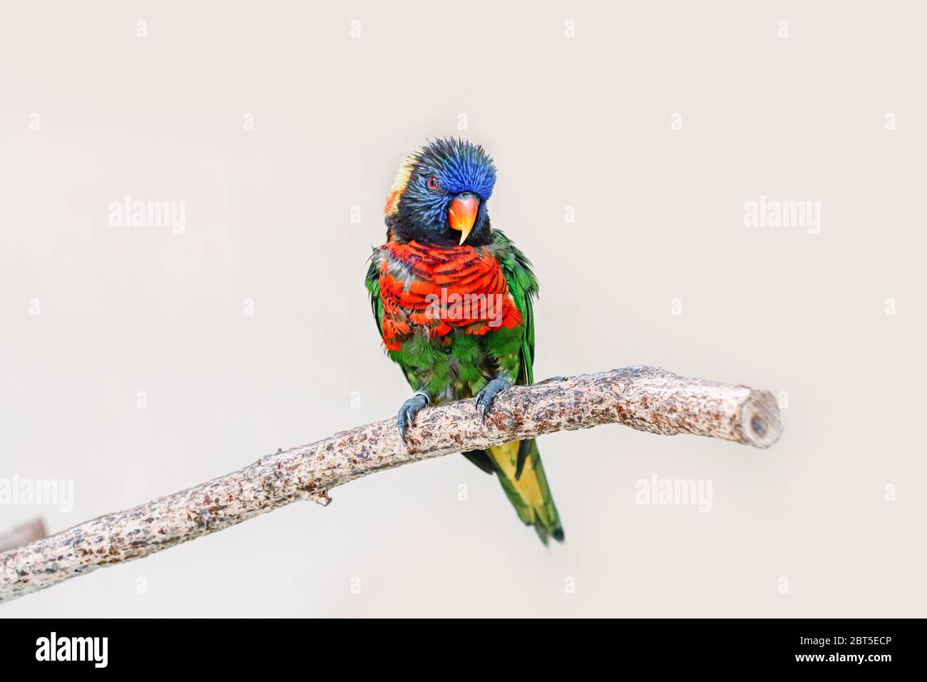 Un pappagallo colorato piccolo corikeet seduto sul ramo dell'albero e guardando in macchina fotografica. Bellissimo uccello animale tropicale. Bellezza della natura selvaggia. Foto Stock