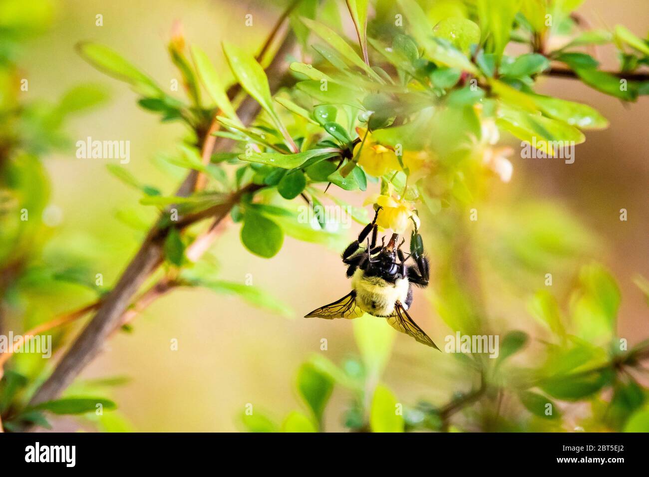 Primo piano su bumblebee pollinating fiori in primavera al giorno Foto Stock