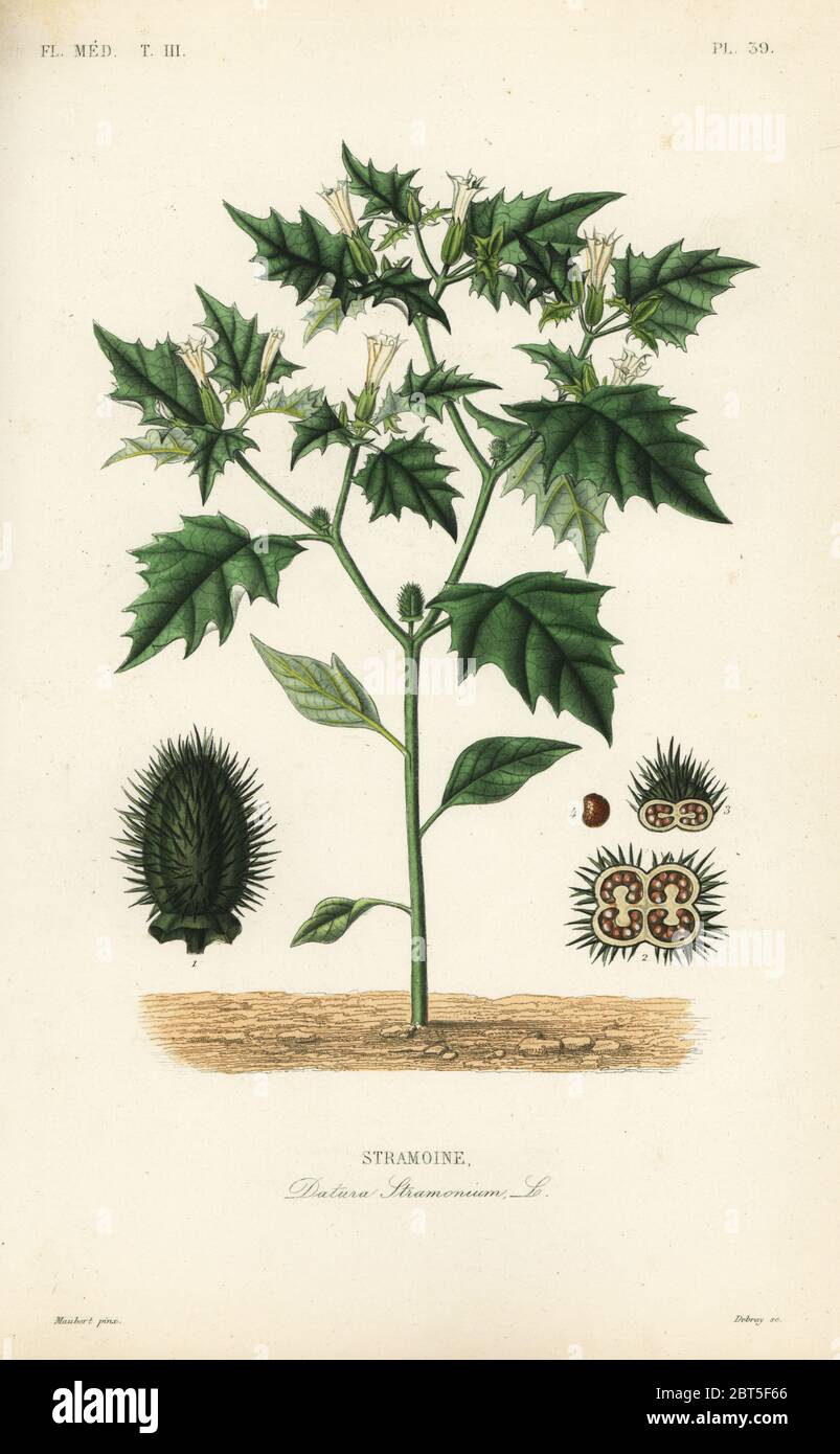 Jimsonweed o il serpente del diavolo, Datura stramonium, Stramoine. Incisione in acciaio a mano di Debray dopo un'illustrazione botanica di Edouard Maubert di Pierre Oscar Reveil, A. Dupuis, p. Gerard e Francois Herincqs la Regne vegetal: Flore medicale, L. Guerin, Parigi, 1864-1871. Foto Stock