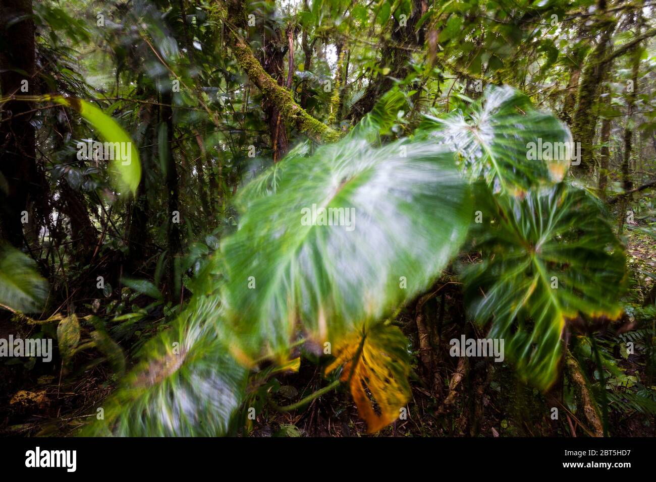 Lussureggiante sottotetto nella foresta pluviale del Cerro Gaital monumento naturale, zona di El Valle de Anton, provincia di Cocle, Repubblica di Panama. Foto Stock