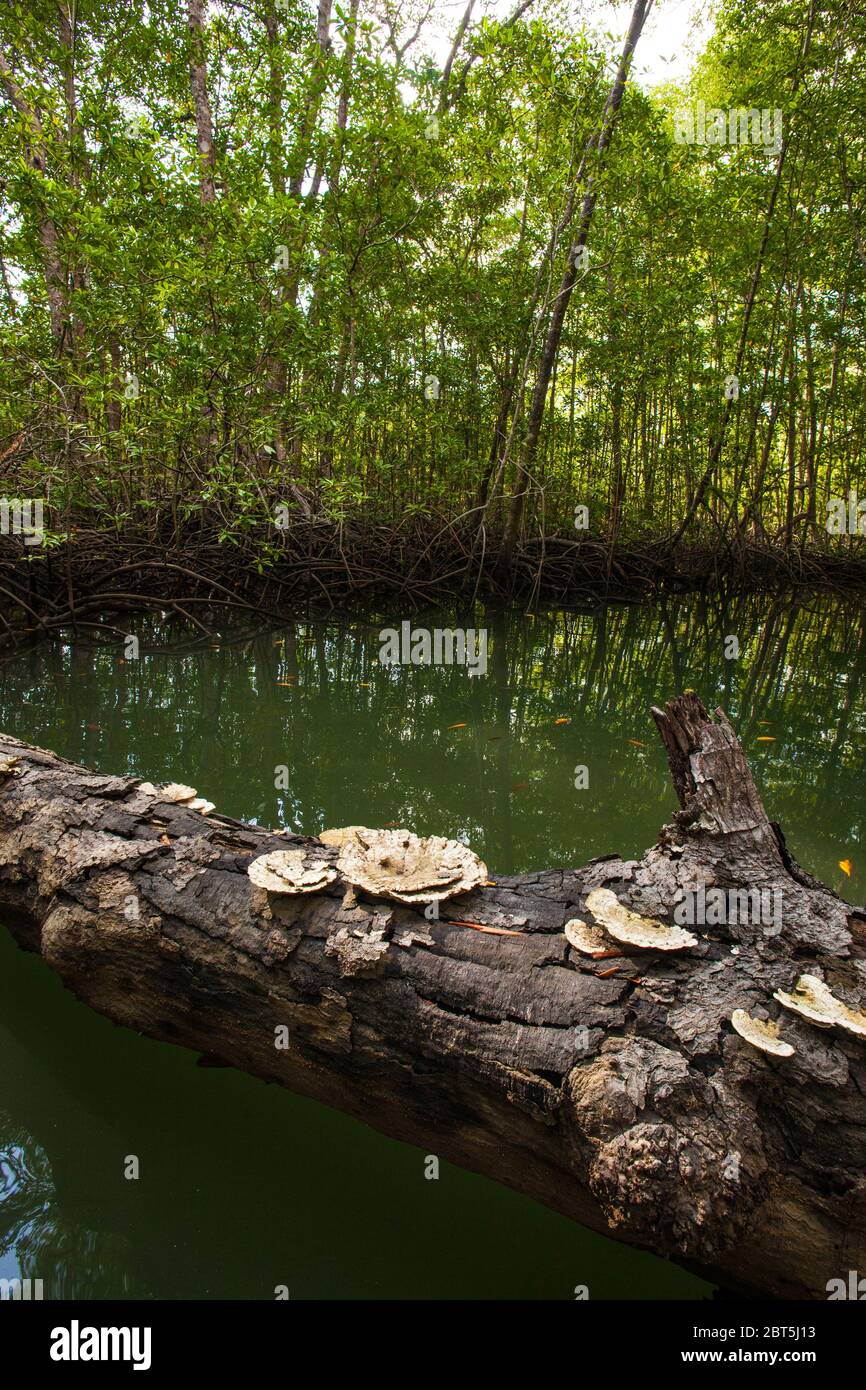 Funghi su un tronco caduto nella foresta di mangrovie al parco nazionale dell'isola di Coiba, costa del Pacifico, provincia di Veraguas, Repubblica di Panama. Foto Stock