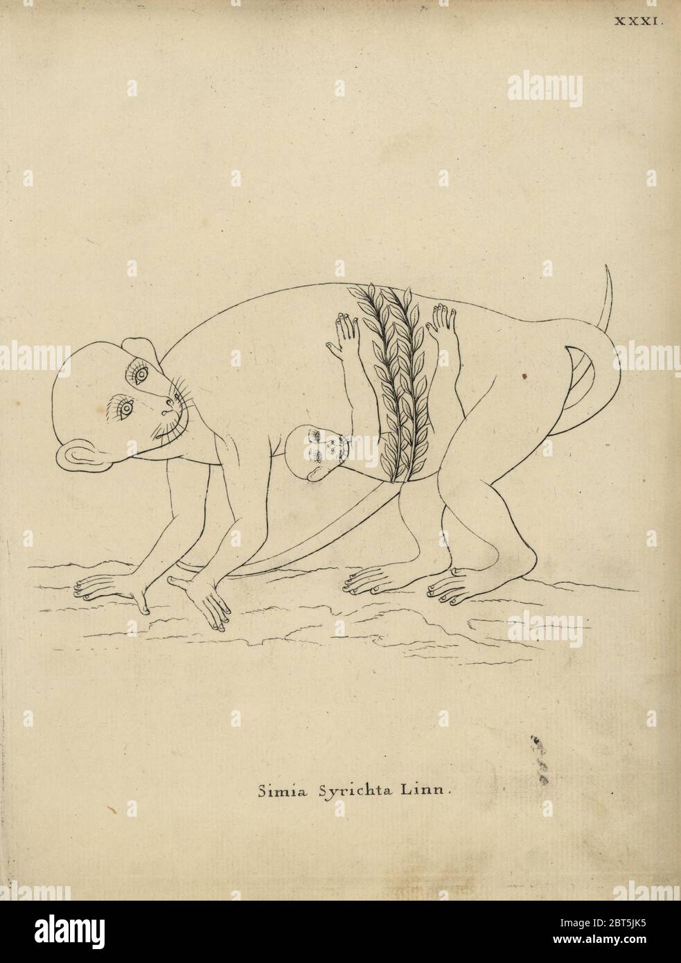 Philippine tarsier, Carlito syrichta. Simia syrichta Linn. La scimmia infantile legata alla madre con una cinghia di erba. Incisione su rame dopo una illustrazione di James Petiver da Johann Christian Daniel Schreber di illustrazioni di animali dopo la natura, o Schreber fantastico animali, Erlangen, Germania, 1775. Foto Stock