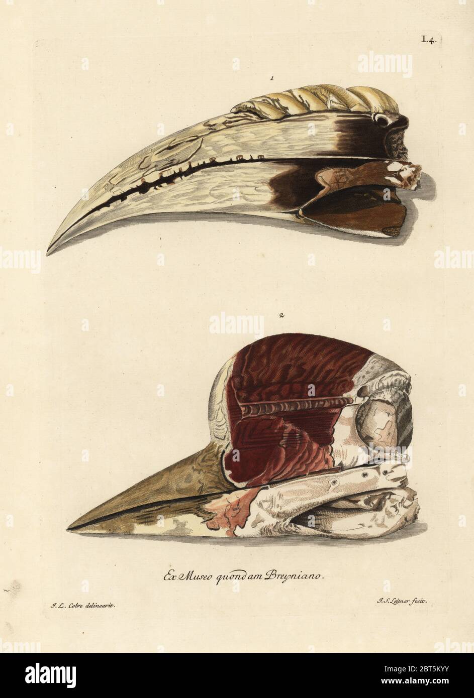 Becco di un toucan, specie di Ramphastos, e uccello sconosciuto (specie di Cassowary?). Bec d'un toucan, bec d'un certo oiseau a nez de rhiniceros.) Incisione a mano su copperplate di Johann Sebastian Leitner dopo un'illustrazione di Johann Ludwig Colve di Georg Wolfgang Knorr Deliciae Naturae Selectae di Kabinet van Zeldzaamheden der Natuur, Blusse e Son, Norimberga, 1771. Esemplari di un Wunderkammer o di un Gabinetto di Curiosità di proprietà di J.P. Breyn. Foto Stock Becco di un toucan, specie di Ramphastos, e uccello sconosciuto (specie di Cassowary?). Bec d'un toucan, bec d'un certo oiseau a nez de rhiniceros.) Incisione a mano su copperplate di Johann Sebastian Leitner dopo un'illustrazione di Johann Ludwig Colve di Georg Wolfgang Knorr Deliciae Naturae Selectae di Kabinet van Zeldzaamheden der Natuur, Blusse e Son, Norimberga, 1771. Esemplari di un Wunderkammer o di un Gabinetto di Curiosità di proprietà di J.P. Breyn. Foto Stock