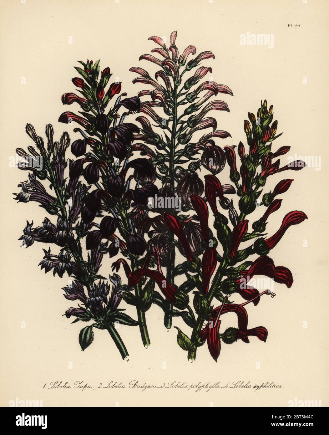 Comune, tupa tupa Lobelia, il sig. Bridges' tupa, Lobelia bridgesii, molti-lasciava tupa, Lobelia polyphylla e il blu American lobelia, Lobelia syphilatica. Handfinished chromolithograph da Henry Noel Humphreys dopo una illustrazione di Jane Loudon dalla sig.ra Jane Loudon il Signore fiore giardino di piante perenni ornamentali, William S. Orr, Londra, 1849. Foto Stock