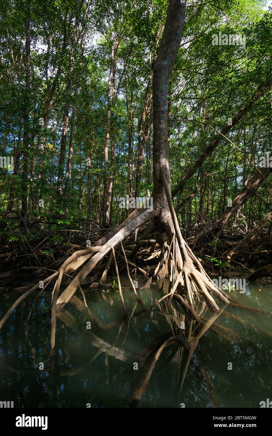 Splendida foresta di mangrovie nel parco nazionale dell'isola di Coiba, costa del Pacifico, provincia di Veraguas, Repubblica di Panama, America centrale. Foto Stock
