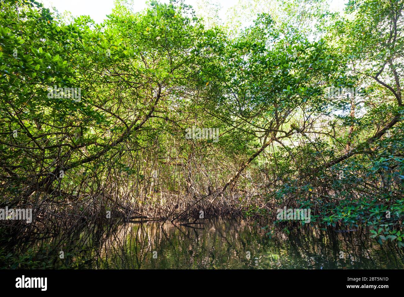 Bella foresta di mangrovie al parco nazionale dell'isola di Coiba, costa del Pacifico, provincia di Veraguas, Repubblica di Panama. Foto Stock