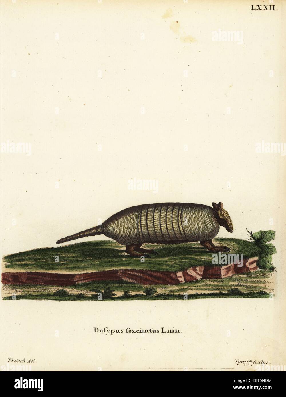 Sei-nastrare armadillo, Euphractus sexcinctus. Dasypus sexcinctus Linn. Handcolored incisione su rame di Johann Nussbiegel dopo una illustrazione da Heinrich Altenwanger da Johann Christian Daniel Schreber di illustrazioni di animali dopo la natura, o Schreber fantastico animali, Erlangen, Germania, 1775. Foto Stock