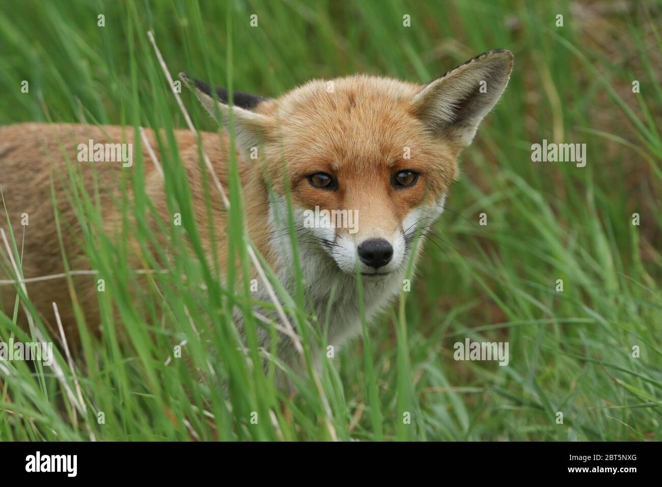 Un carino maschio selvaggio Red Fox, Vulpes vulpes, a caccia in un campo in primavera. Foto Stock