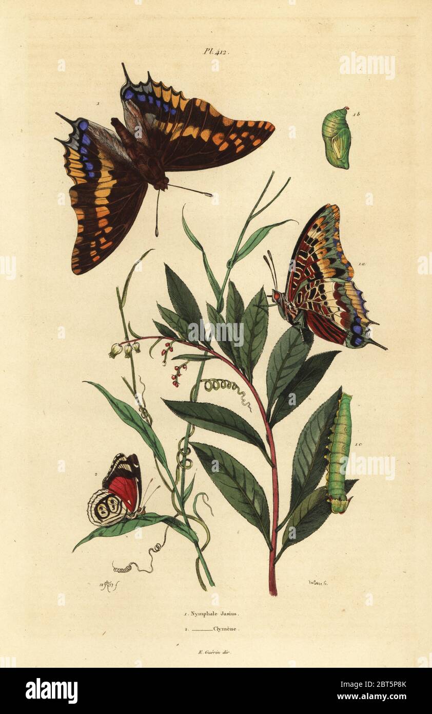 Due-tailed pasha o foxy imperatore, Charaxs jasius, con pupa e caterpillar 1, e Cramer's ottantotto butterfly, Diaethria clymena 2. Jasius Nymphale, Nymphale clymene. Acciaio Handcolored incisione di du Casse dopo una illustrazione da Adolph patatine da Felix-Edouard Guerin-Meneville's Dictionnaire pittoresco d'Histoire Naturelle (pittoresco Dizionario di storia naturale), Parigi, 1834-39. Foto Stock