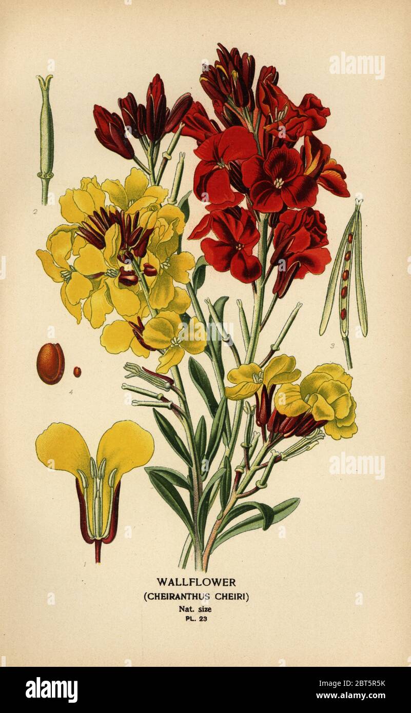 Fiori di Wallflowers, Erysimum × cheiri (Cheiranthus cheiri). Chromolithograph da un'illustrazione da Desire Bois da Edward Steps Fiori favoriti di giardino e serra, Frederick Warne, Londra, 1896. Foto Stock