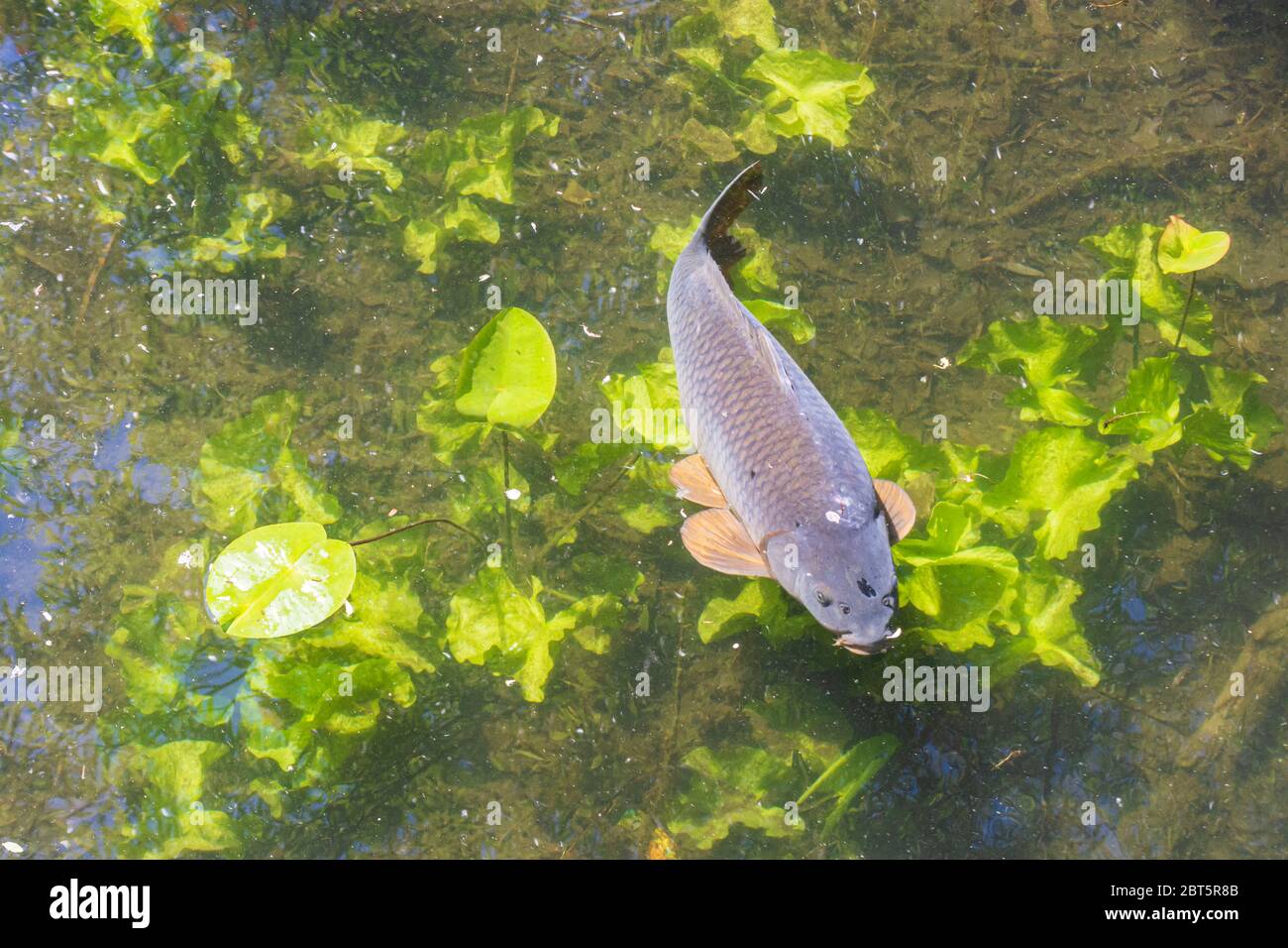 Vienna: Carpa comune o carpa europea (Cyprinus carpio), nel lago di oxbow, piante acquatiche, nel 22. Donaustadt, Vienna, Austria Foto Stock
