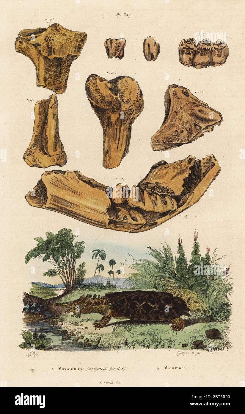 Ossa fossili di un estinto American mastodon, Mammut americanum 1, e mata mata, Chelus fimbriata 2. Mastodonte (ossemens fossiles), matamata. Acciaio Handcolored incisione di Pfitzer dopo una illustrazione da Adolph patatine da Felix-Edouard Guerin-Meneville's Dictionnaire pittoresco d'Histoire Naturelle (pittoresco Dizionario di storia naturale), Parigi, 1834-39. Foto Stock