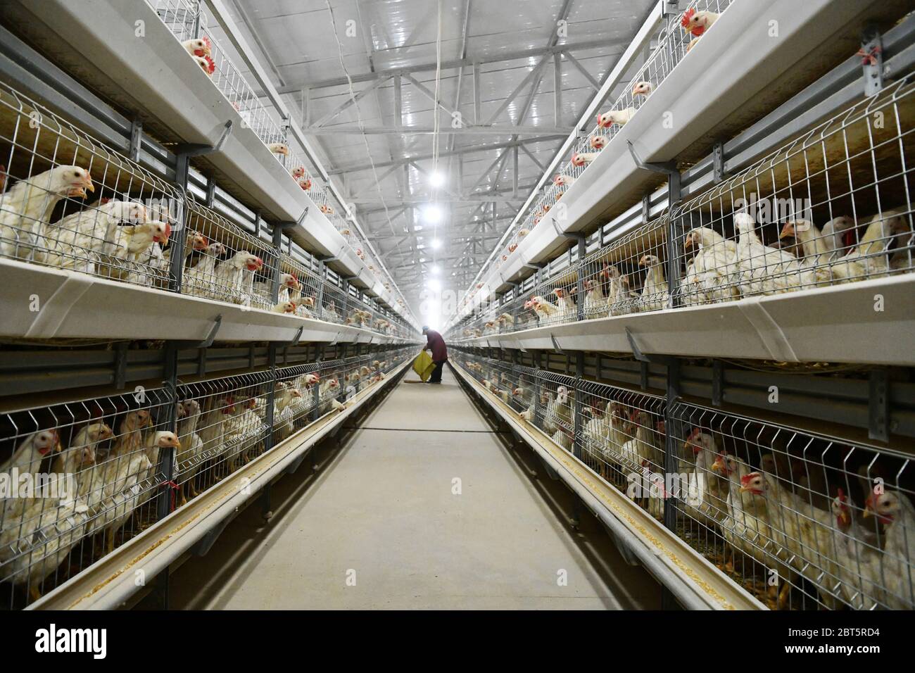 Pechino, la provincia cinese di Guizhou. 10 Mar 2020. Un agricoltore lavora in una base di allevamento di pollo nella contea di Tianzhu, nella provincia di Guizhou, nel sud-ovest della Cina, il 10 marzo 2020. PER ANDARE CON 'la Cina a stanziare 146.1 bln yuan per la riduzione della povertà locale in 2020' credito: Yang Wenbin/Xinhua/Alamy Live News Foto Stock