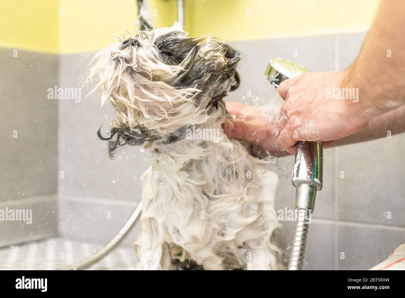 Professionale cura del corpo che lava il piccolo cane in una vasca da bagno del salone di cura. Foto divertente, cane che si scuote dall'acqua da un bagno, gocce volanti. Foto Stock