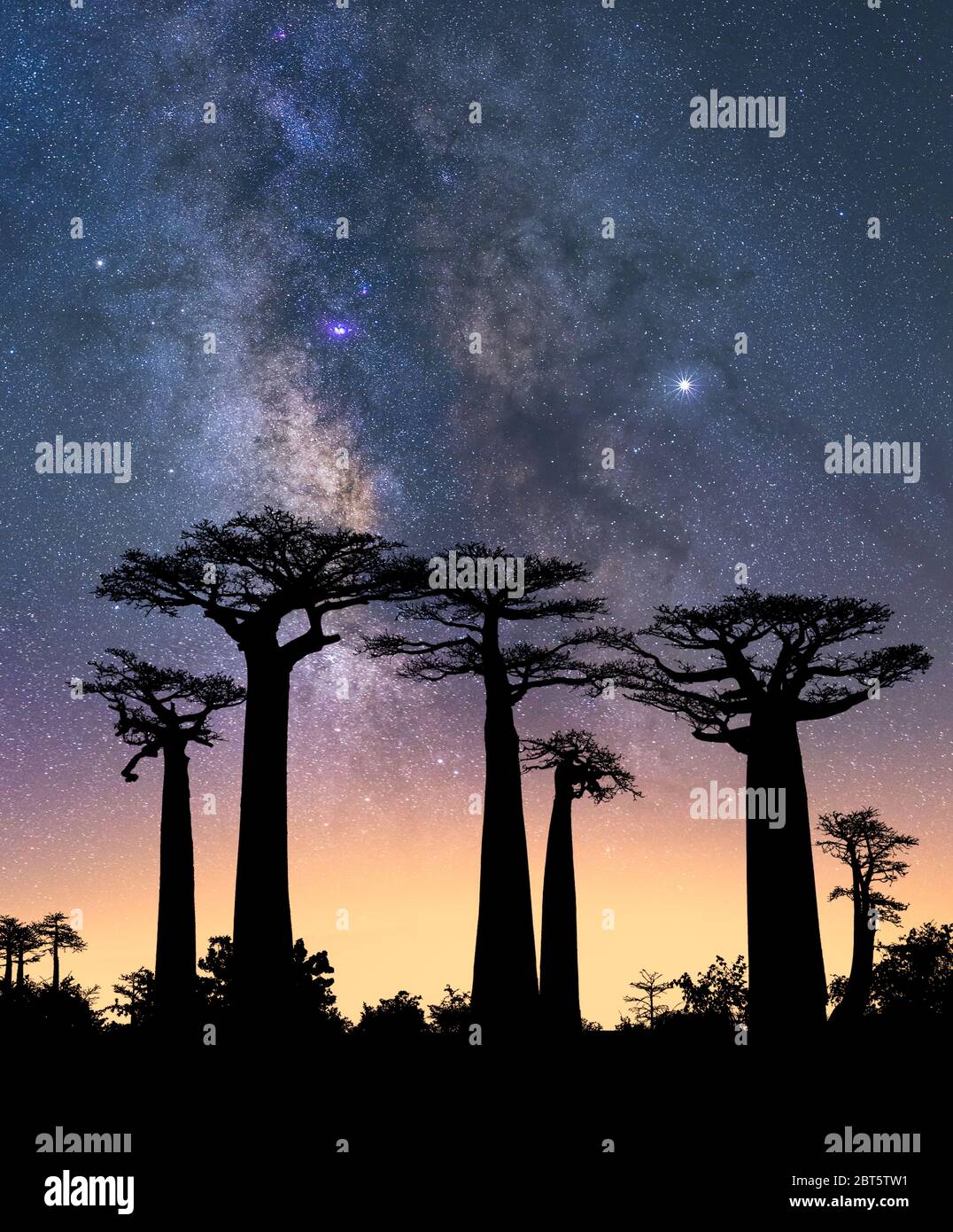Alberi tipici del Madagascar, noti come Adansonia, baobab, pane di biberon o scimmia con un colorato cielo notturno sullo sfondo con la Via Lattea Foto Stock
