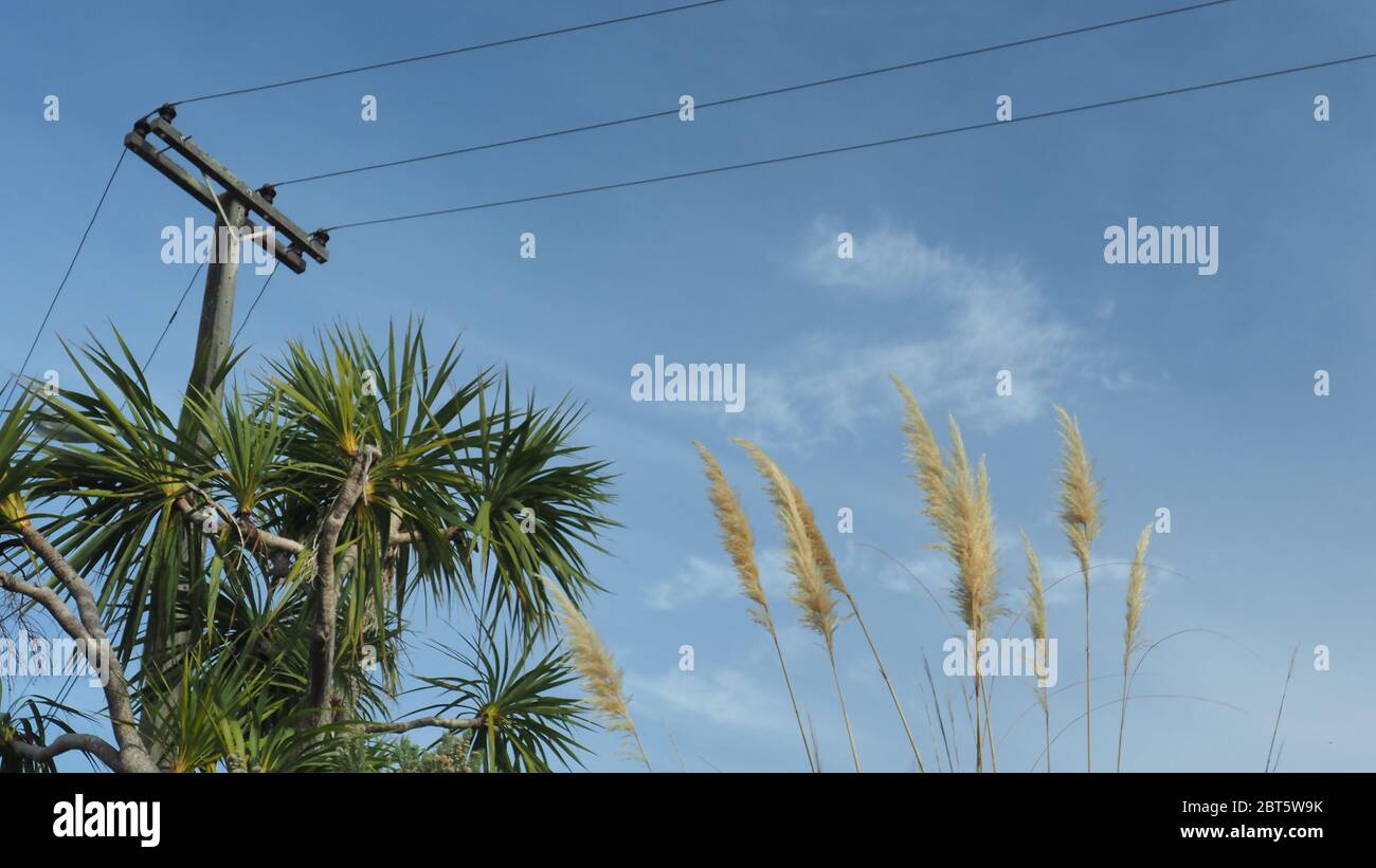 Power pole, l'albero nativo di cavolo, e pampas sudamericani teste di fiori d'erba (un'erbaccia) - tre cose comuni nel paesaggio della Nuova Zelanda Foto Stock