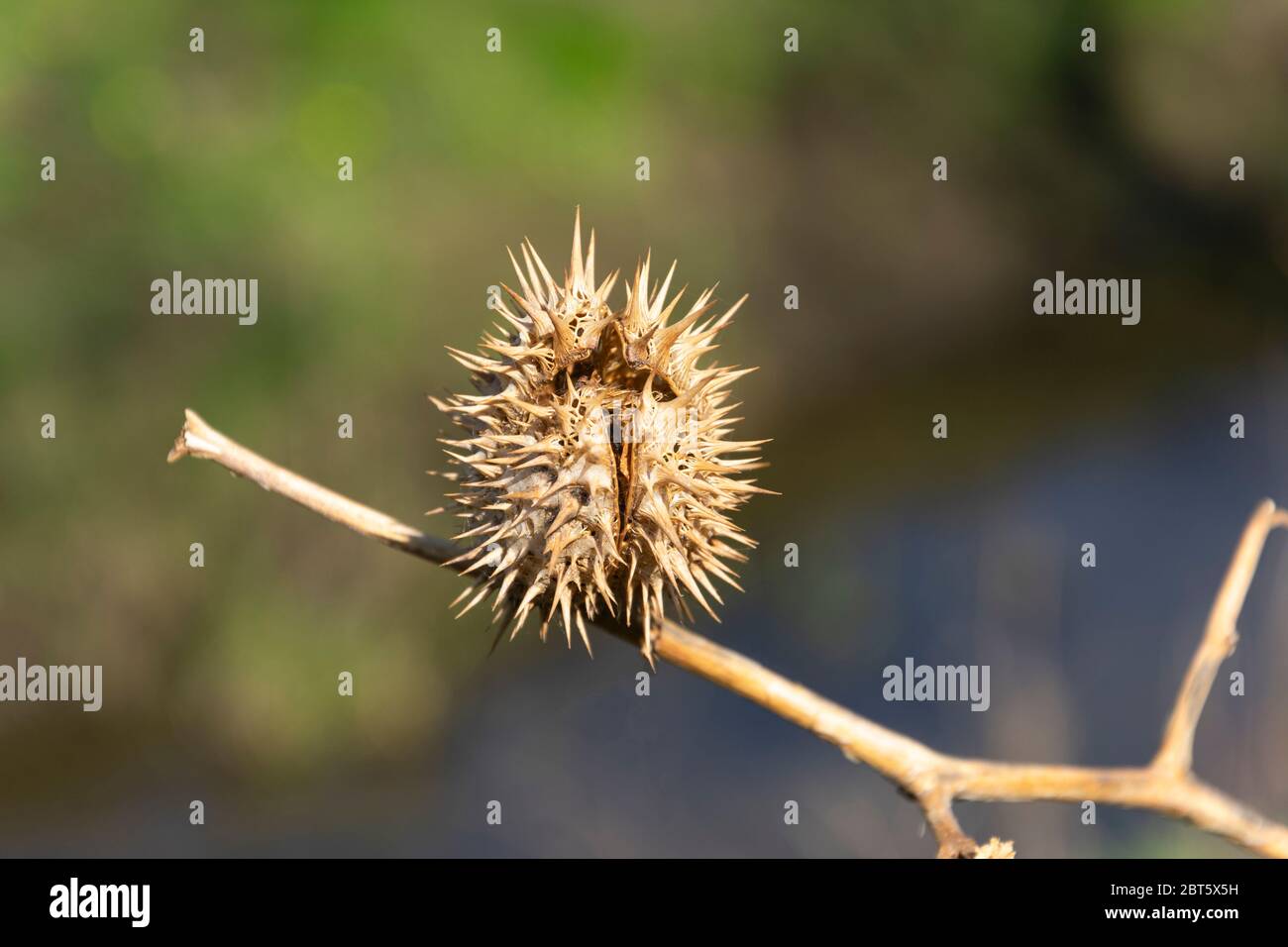 il cardo morto con proprietà ancora criccamente e dolorose Foto Stock