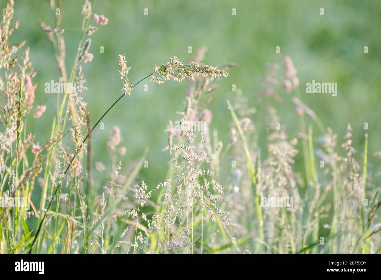 Prato con erba retroilluminata Foto Stock