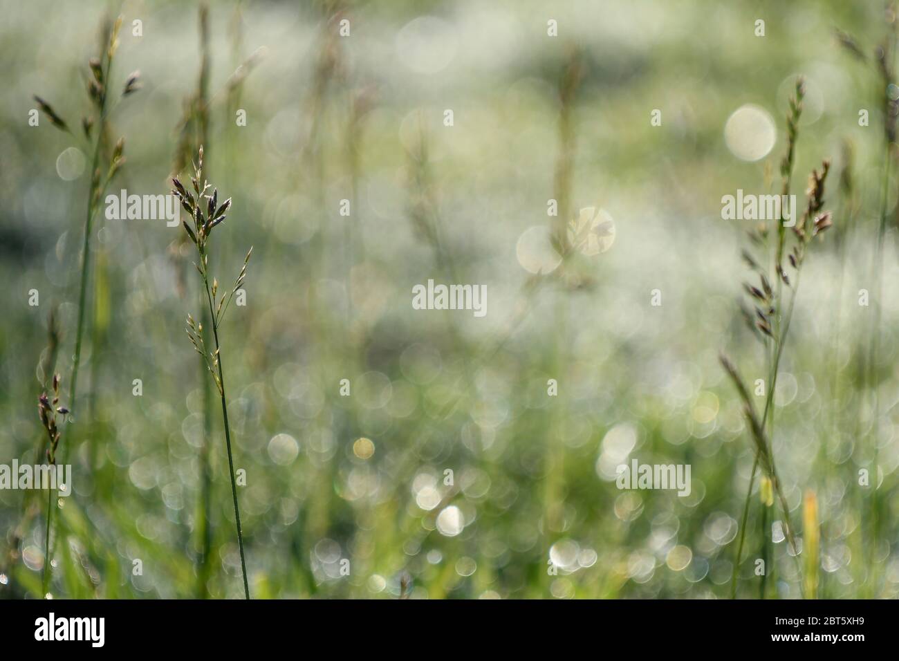 Prato con erba retroilluminata Foto Stock