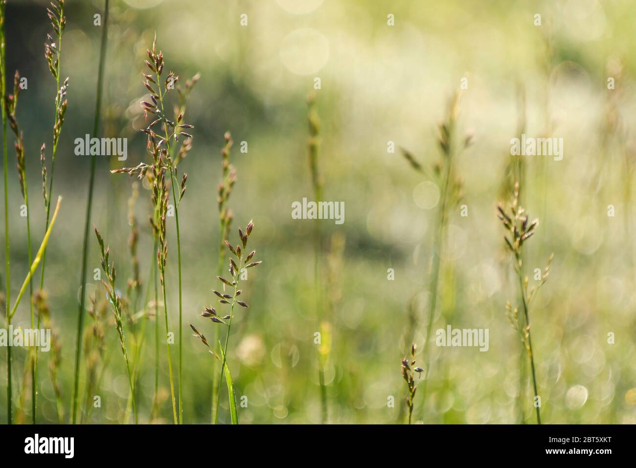 Prato con erba retroilluminata Foto Stock