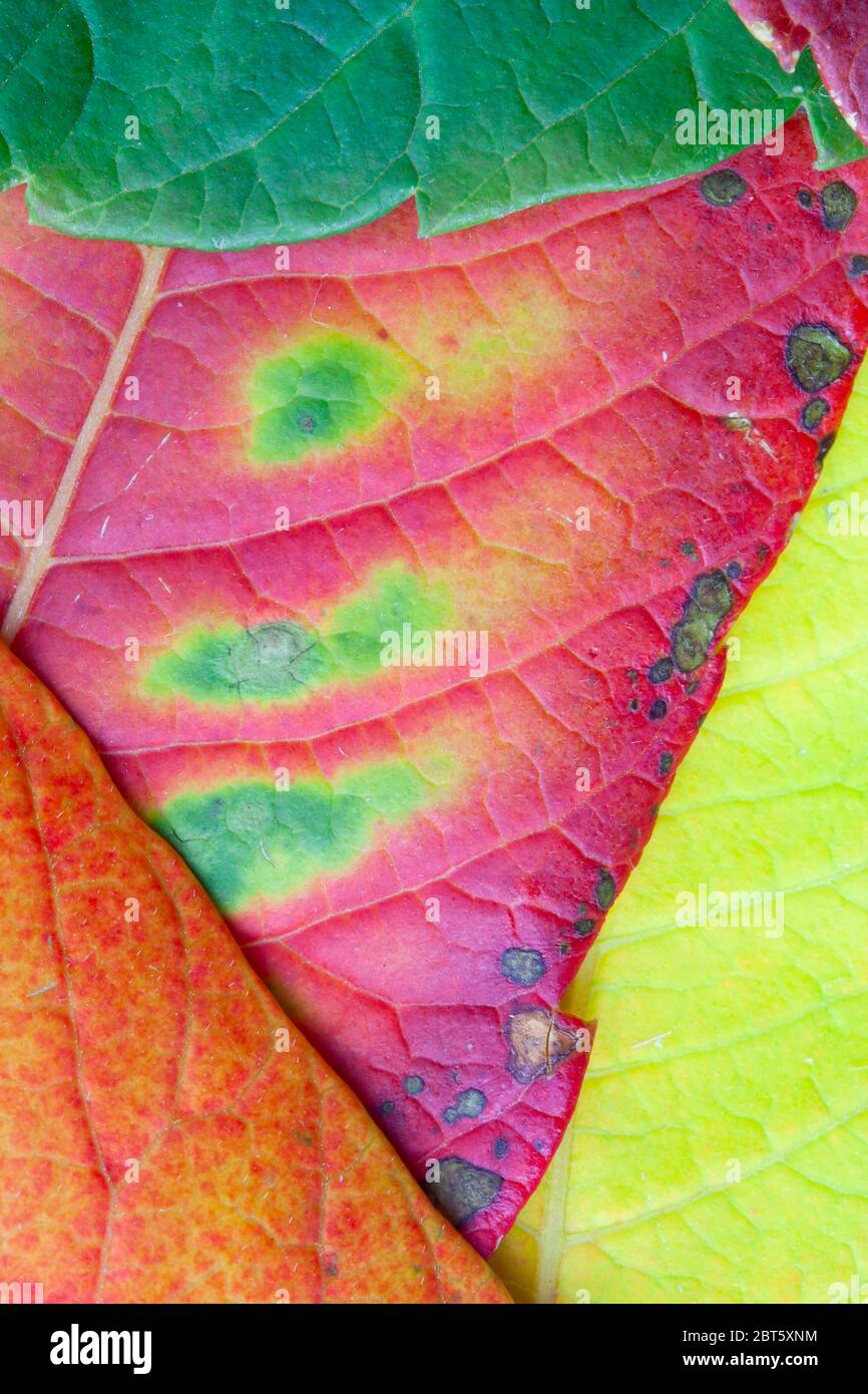 Primo piano di foglie in colori autunnali vivaci Foto Stock