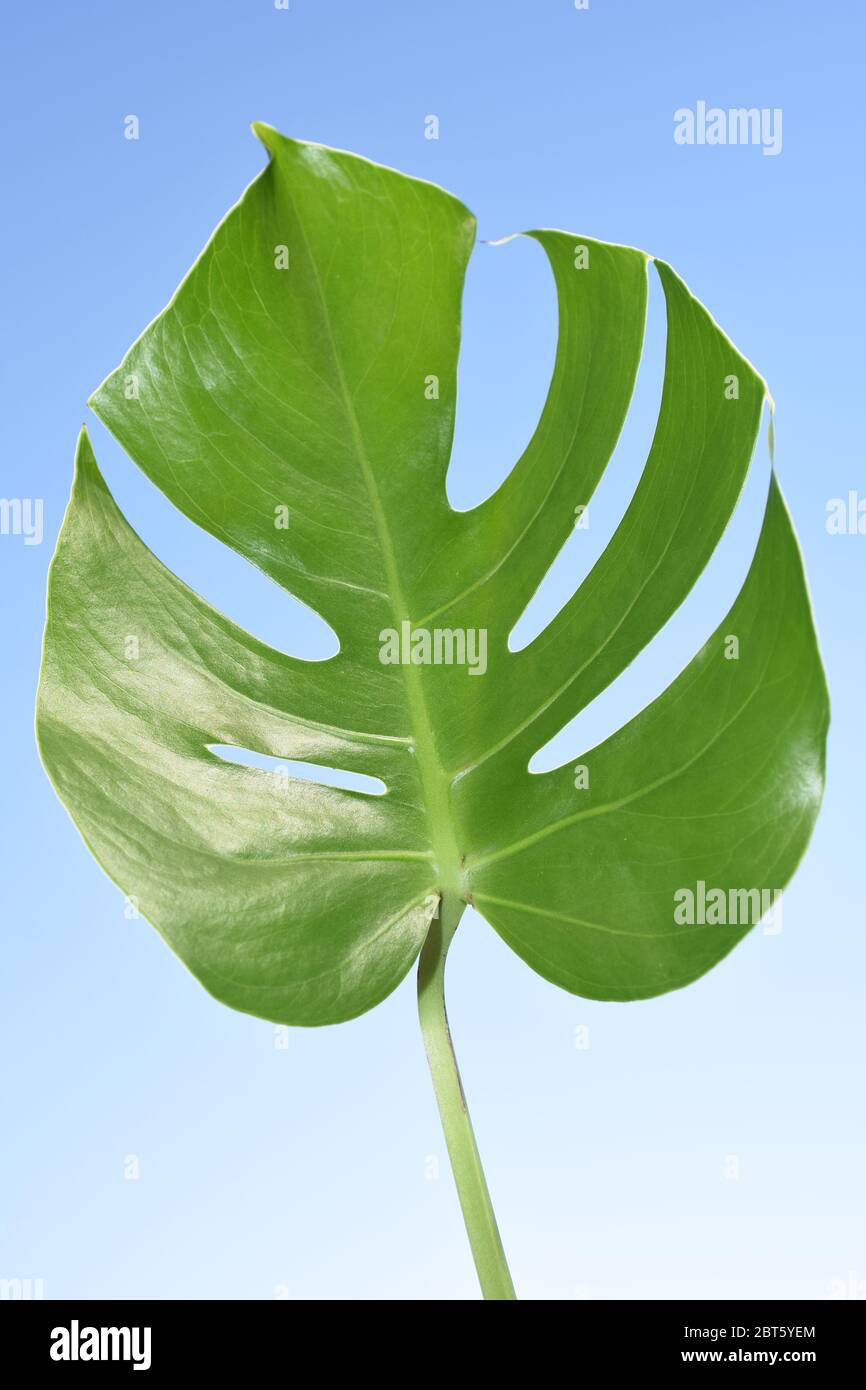 Foglia da una pianta monstera su sfondo blu cielo Foto Stock