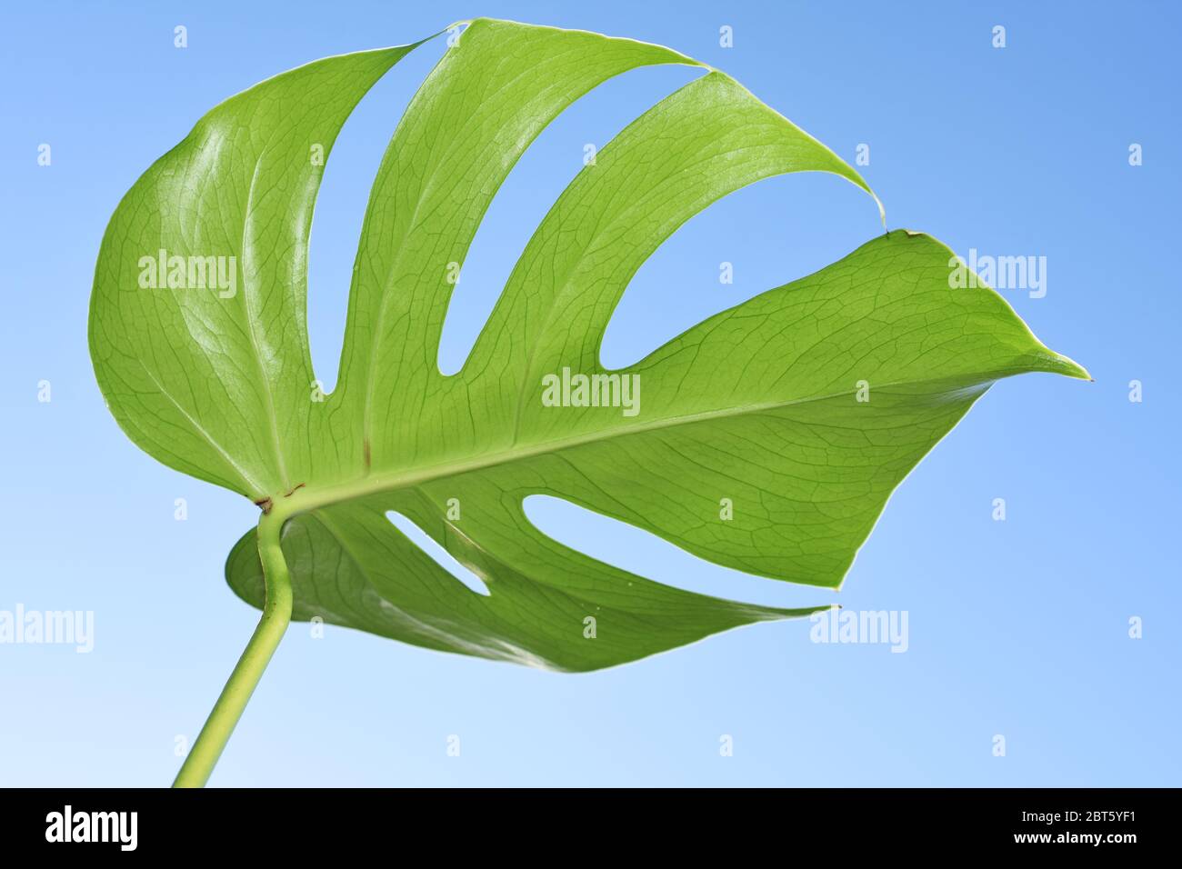 Foglia da una pianta monstera su sfondo blu cielo Foto Stock